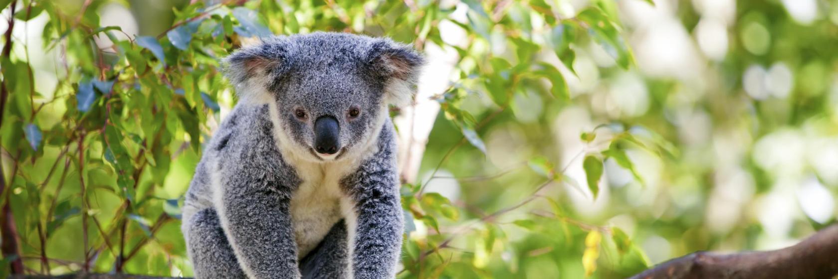 Palm Beach Zoo at Dreher Park
